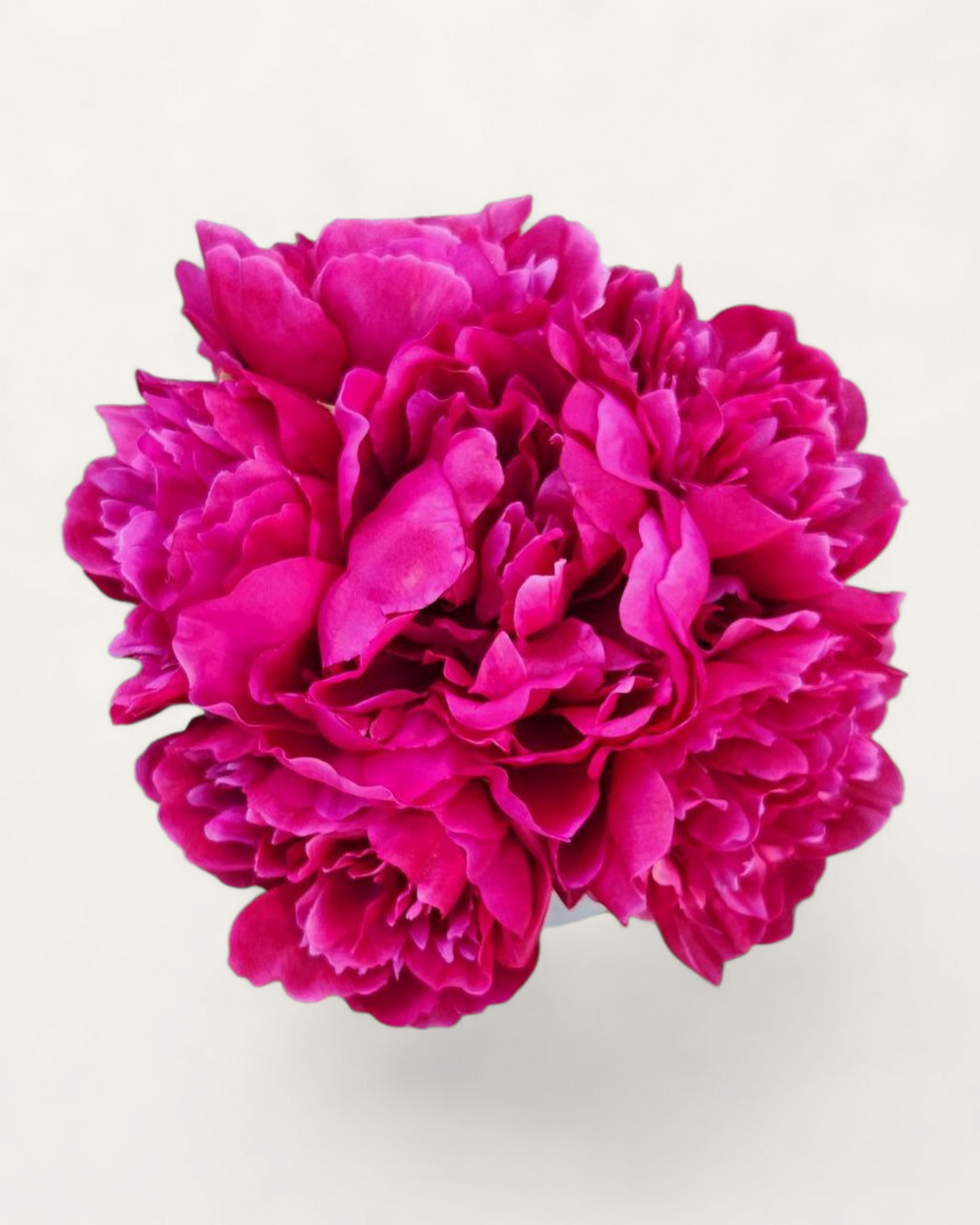 LUCY CERAMIC PEONIES