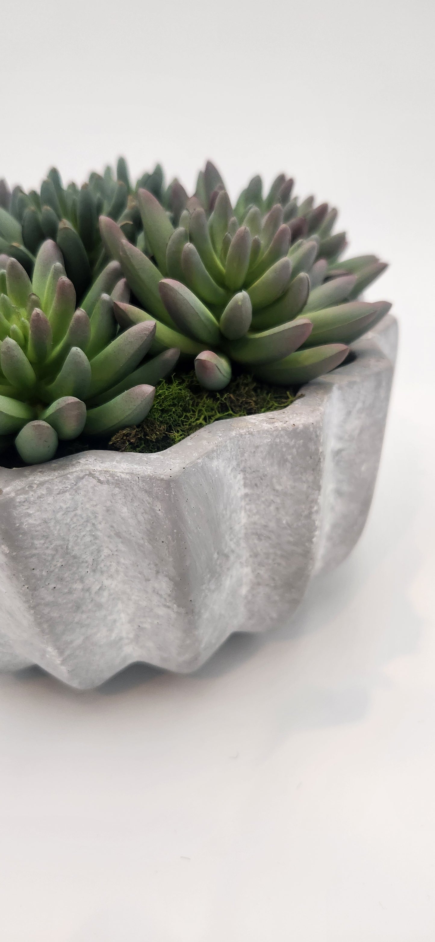 JACK PLEATED CEMENT SUCCULENT