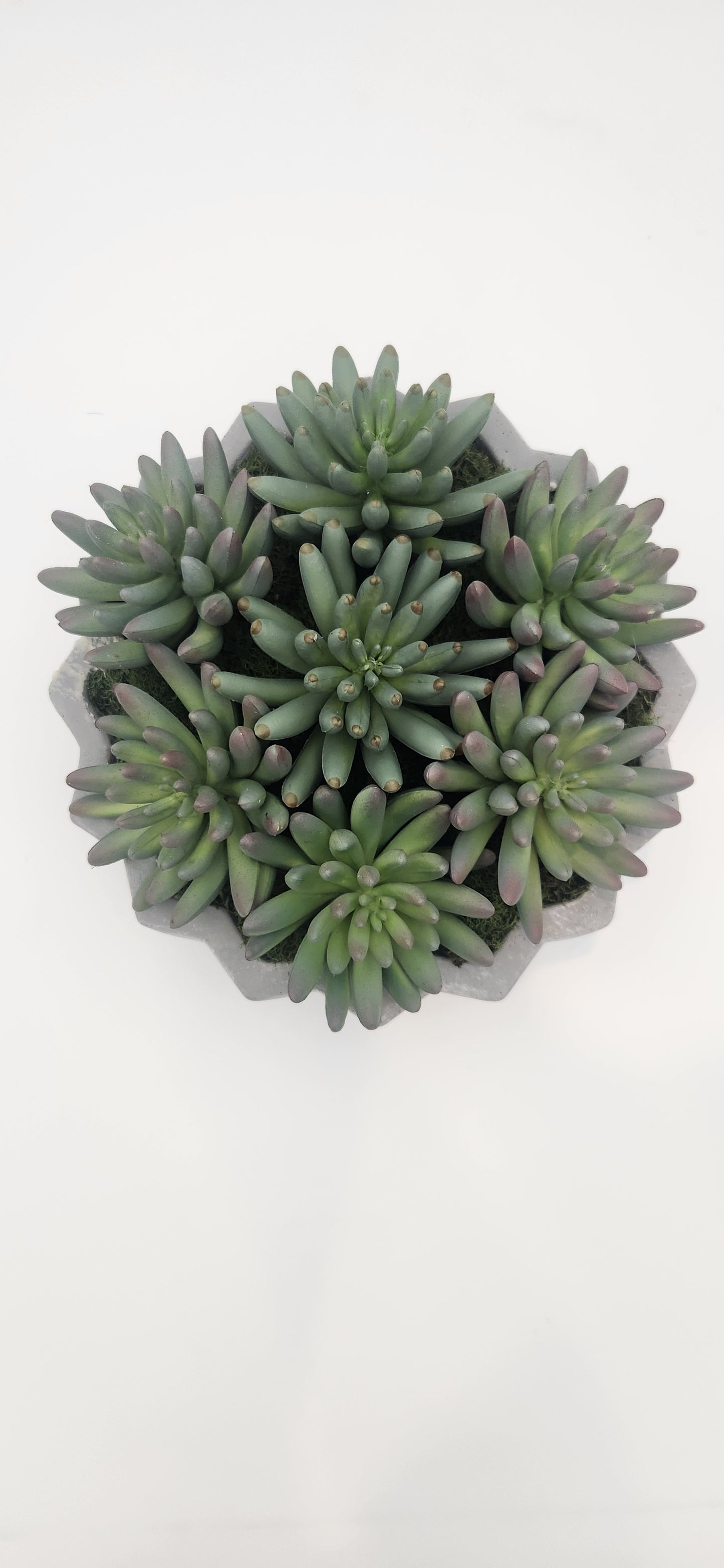 JACK PLEATED CEMENT SUCCULENT