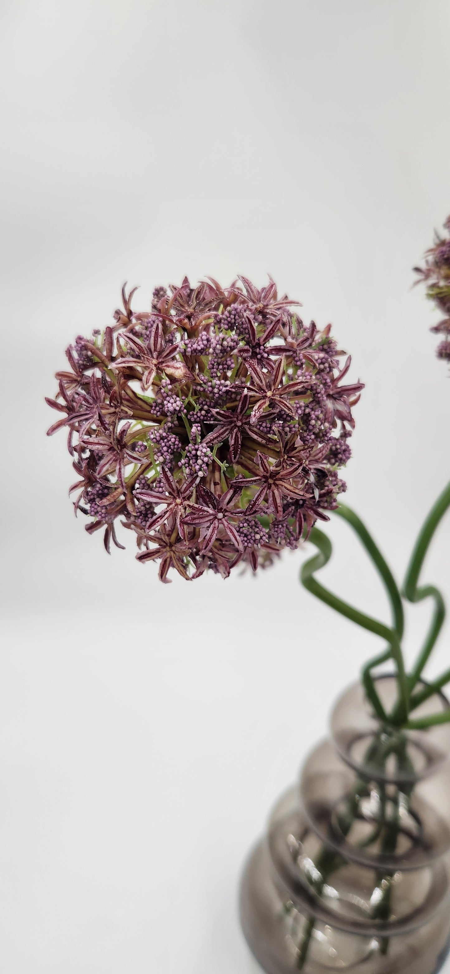 BUBBLE ALLIUM FLORAL