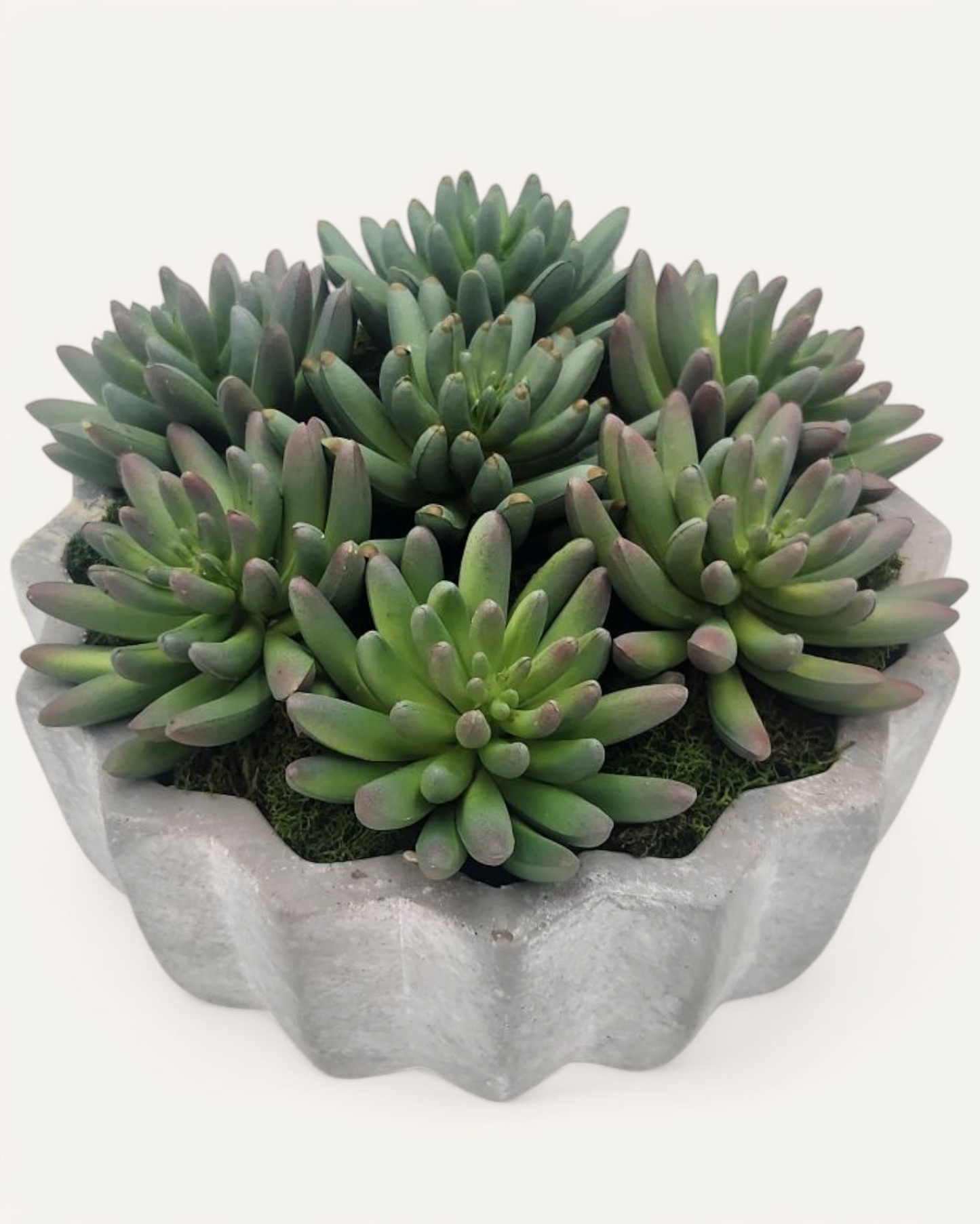 JACK PLEATED CEMENT SUCCULENT