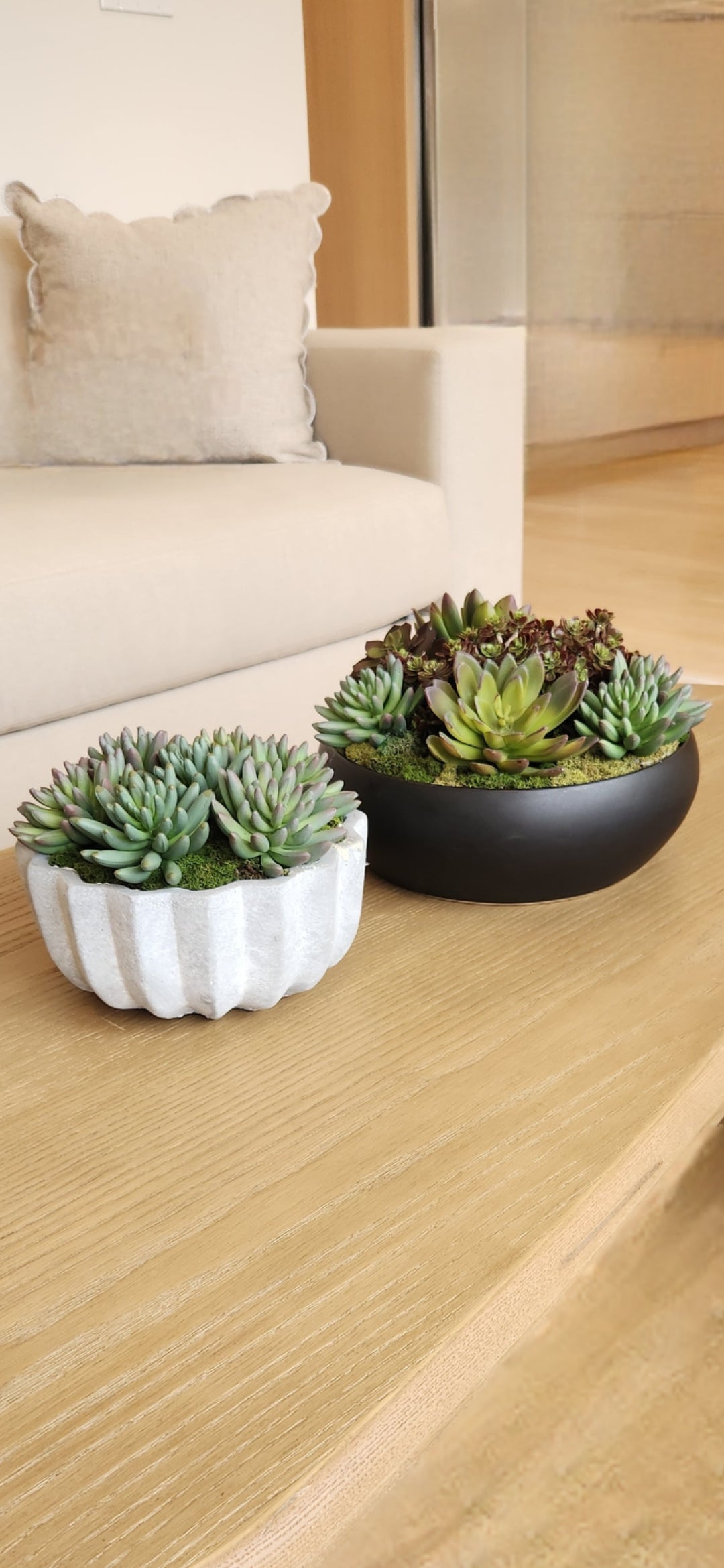 JACK PLEATED CEMENT SUCCULENT